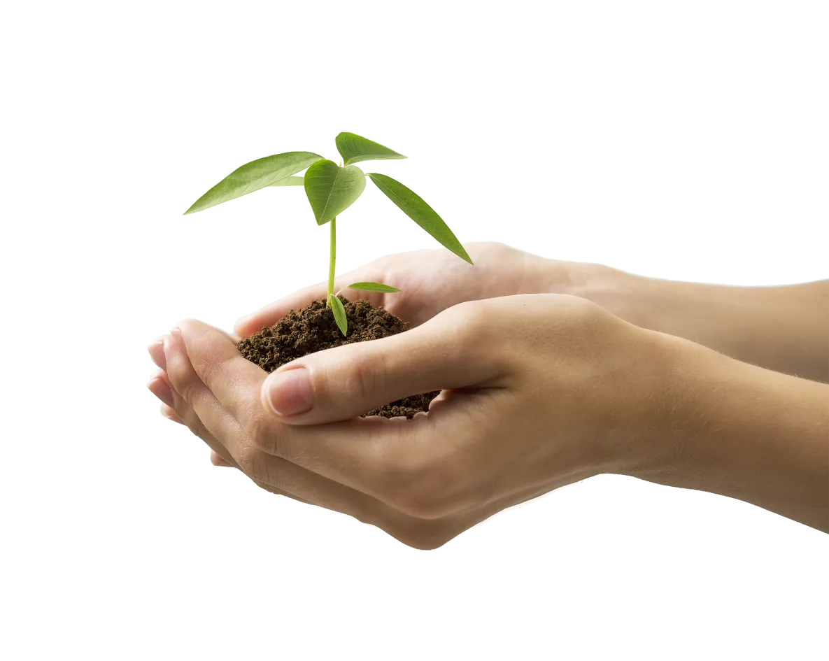 Plant in hand
